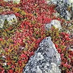 Horská chata Saariselaellae, Sielukas Hirsimoekki - Unique *