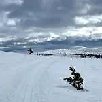 Saariselaellae, Sielukas Hirsimoekki - Unique *
