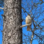 Saariselaellae, Sielukas Hirsimoekki - Unique * Saariselka