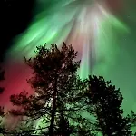 Saariselaellae, Sielukas Hirsimoekki - Unique *